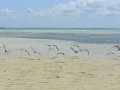 14 Zanzibar Blue laguna tour