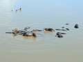 9 Botswana Okavango delta