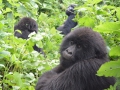 10 Rwanda Gorilla Trek