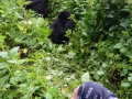 11 Rwanda Gorilla Trek