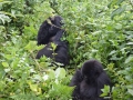 12 Rwanda Gorilla Trek