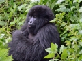 13 Rwanda Gorilla Trek