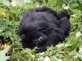 14 Rwanda Gorilla Trek