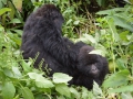 15 Rwanda Gorilla Trek