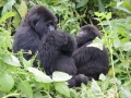 16 Rwanda Gorilla Trek