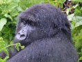 17 Rwanda Gorilla Trek