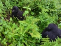 18 Rwanda Gorilla Trek