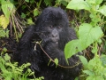 19 Rwanda Gorilla Trek