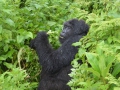 20 Rwanda Gorilla Trek