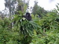 21 Rwanda Gorilla Trek