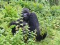 23 Rwanda Gorilla Trek