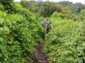 4 Rwanda Gorilla Trek