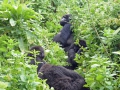 8 Rwanda Gorilla Trek