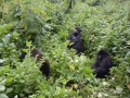 9 Rwanda Gorilla Trek