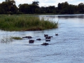 4 Namibie Okavango