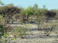 Namibie 091