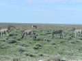 Namibie 092