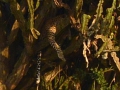 6 leopard