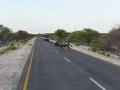 17 Namibie Etosha