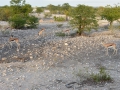 18 Namibie Etosha