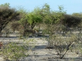 19 Namibie Etosha