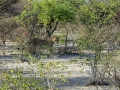 20 Namibie Etosha