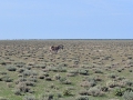 21 Namibie Etosha