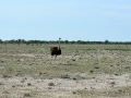 22 Namibie Etosha