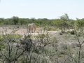 23 Namibie Etosha