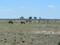 24 Namibie Etosha