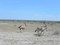 25 Namibie Etosha