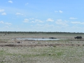 26 Namibie Etosha