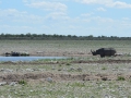 27 Namibie Etosha