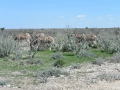 28 Namibie Etosha