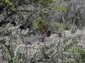 29 Namibie Etosha