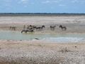 30 Namibie Etosha