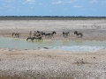 30 Namibie Etosha