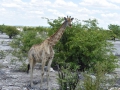 31 Namibie Etosha