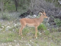 10 Namibie Etosha