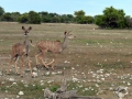 11 Namibie Etosha