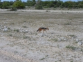 12 Namibie Etosha