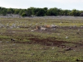 13 Namibie Etosha