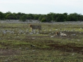 14 Namibie Etosha