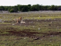 15 Namibie Etosha