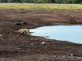 16 Namibie Etosha