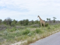 20 Namibie Etosha