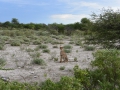 23 Namibie Etosha