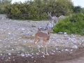 9 Namibie Etosha